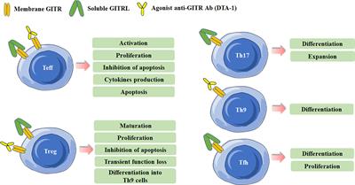 The Role of GITR/GITRL Interaction in Autoimmune Diseases